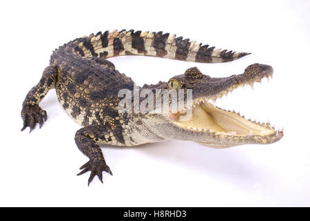 Siamesische Krokodil Crocodylus siamensis Stockfoto