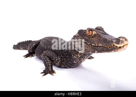 Glatt-fronted Caiman, Paleosuchus trigonatus Stockfoto