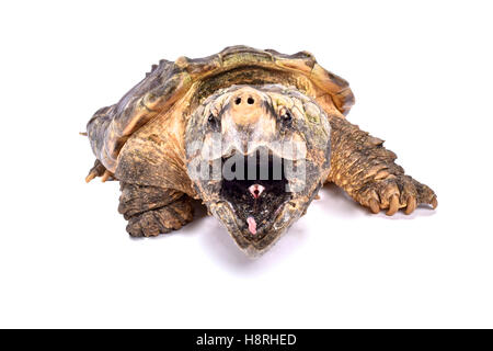 Alligator Schnappschildkröte, Macrochelys temminckii Stockfoto