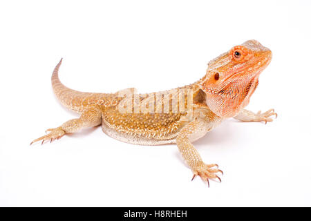 Bartagame, Pogona vitticeps Stockfoto