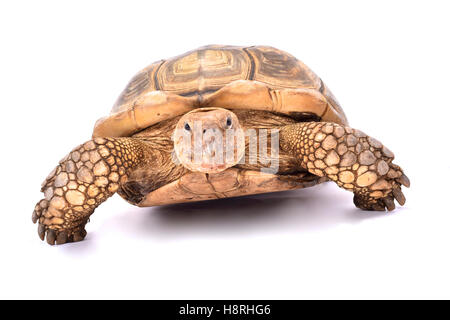 Spornschildkröte Centrochelys sulcata Stockfoto