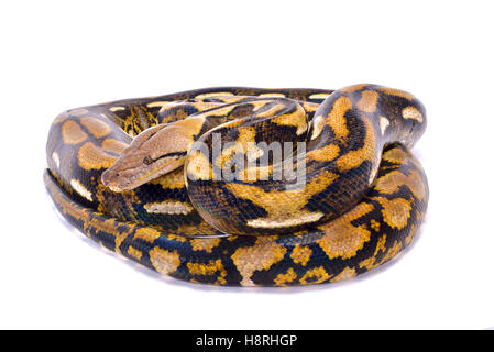 Netzpython, Malayopython reticulatus Stockfoto