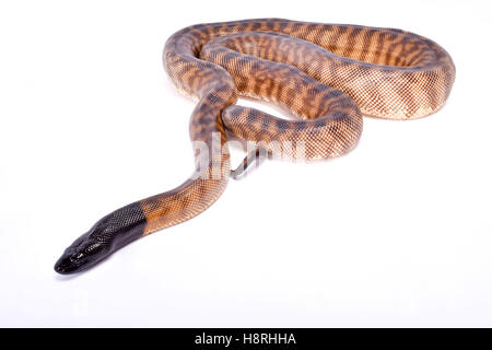 Black-headed Python, Schwarzkopfpythons melanocephalus Stockfoto