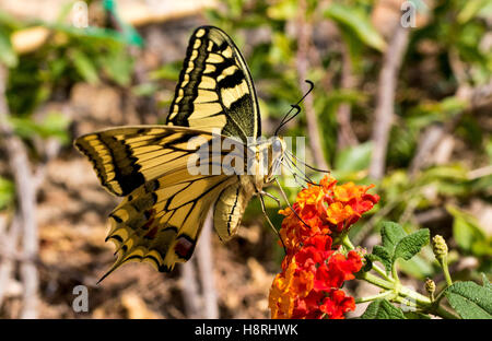 Detail einer vom Aussterben bedrohten korsischen Schwalbenschwanz Schmetterling (Papilio Hospiton) Fütterung in Sardinien. Stockfoto