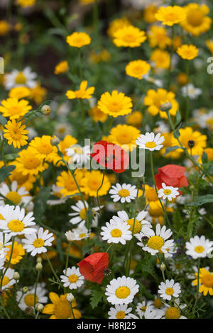 Eine helle Wildblume Sommer Grenze von Gänseblümchen und Mohnblumen in einem englischen Garten. England, Großbritannien Stockfoto