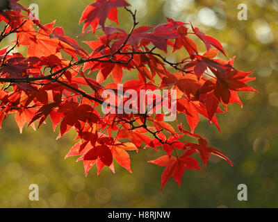 glühende rote herbstlichen Acer Palmatum japanischer Ahorn Blätter mit zarten Maßwerk der Venen auf grünem Laub Hintergrund Stockfoto