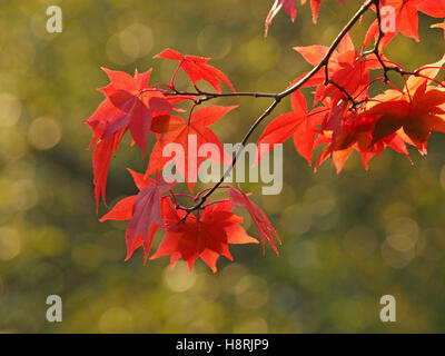 Glühen weich rosa rot herbstlichen Acer Palmatum japanischer Ahorn mit zarten Maßwerk der Venen auf grünem Laub Kulisse lässt Stockfoto