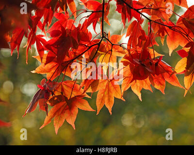 glühende weich Orange rot herbstlichen japanischer Ahorn (Acer Palmatum) mit zarten Maßwerk der Venen auf grünem Laub Kulisse lässt Stockfoto