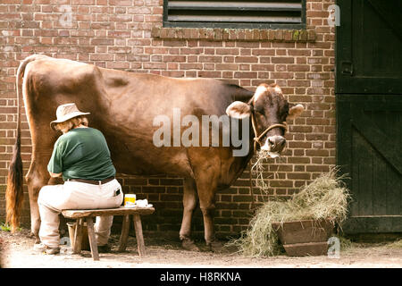 Kuh mit der hand gemolken. Mt. angenehm, South Carolina. USA. Stockfoto