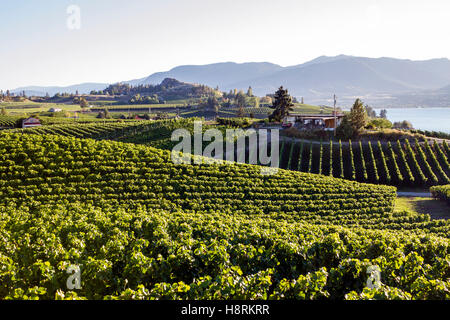 Weingut in Penticton und Naramata befindet sich in der Okanagan Valley, British Columbia, Kanada. Stockfoto