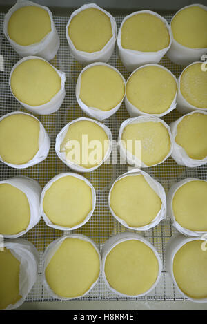 Queijo da Serra Käse Rack in einer Fabrik in Portugal Stockfoto