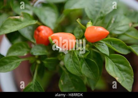 Rote Chilischoten Stockfoto