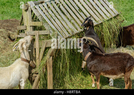 Vier alpine Milchziegen Essen aus einem Kraut Feeder in Argoños, Kantabrien, Spanien Stockfoto