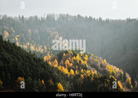 Der Kontrast zwischen Lärchen und Kiefern in Herbstsaison Stockfoto