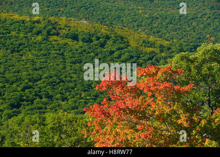 Waldblick von Perkins Turm, Bear Mountain State Park, New York Stockfoto