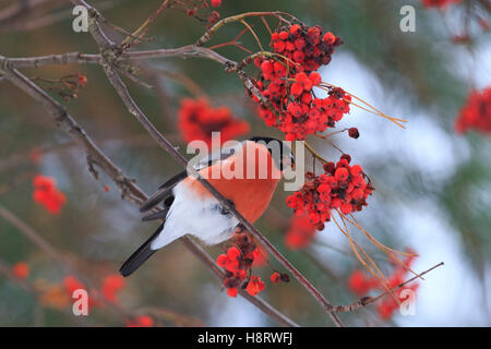 Gimpel auf Eberesche Beeren sitzen Stockfoto