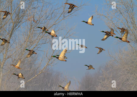 Herde der Stockente fliegen im Winter Morgennebel Stockfoto