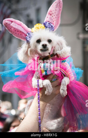 New York City, NY. USA. Hund im Bunny-Kostüm für 5th Ave Easter Parade. Stockfoto