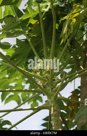 Papaya-Blumen auf dem Papayabaum, Papaya-Früchte werden Stockfoto