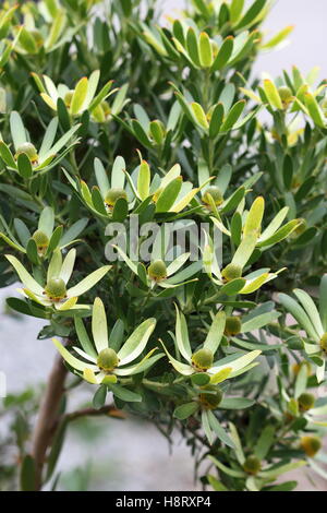 Leucadendron Gandogeri Proteas oder bekannt als breites Blatt Kegel Bush Blüten Stockfoto