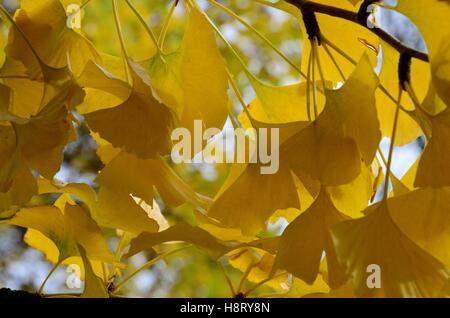 Ginko Biloba tausend Baum Gegenlicht im Herbst Blätter Stockfoto