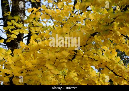 Ginko Biloba tausend Baum Gegenlicht im Herbst Blätter Stockfoto