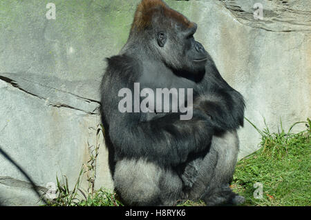 Westlicher Flachlandgorilla Stockfoto