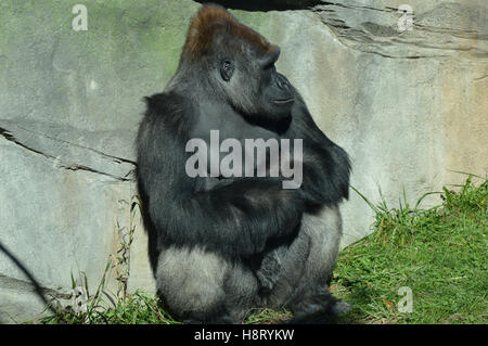 Westlicher Flachlandgorilla Stockfoto