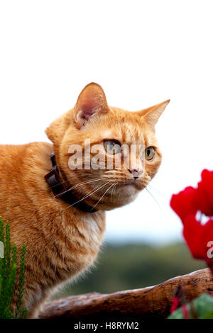 Ingwer Katze saß im Blumenbeet eine Blume zu betrachten. Stockfoto