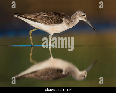 Reflexion der gemeinsamen Grünschenkel (Tringa Nebularia) juvenile Nahrungssuche im flachen Wasser im Feuchtgebiet Stockfoto