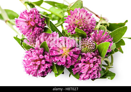 Closeup Blumenstrauß Klee mit grünen Blättern, die isoliert auf weißem Hintergrund Stockfoto