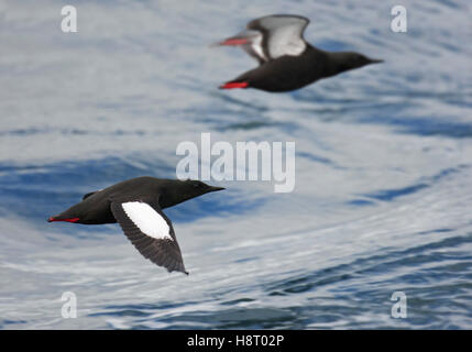 Zwei schwarze Trottellummen (Cepphus Grylle) im Flug über Wasser im Frühjahr Stockfoto