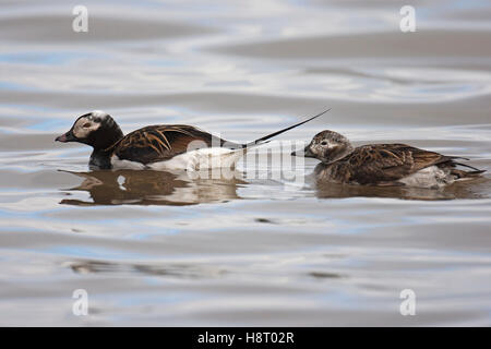 Eisente (Clangula Hyemalis) männlich und weiblich, Schwimmen im Meer im Frühling Stockfoto