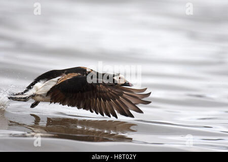 Eisente (Clangula Hyemalis) männlich ausziehen aus Meer im Frühling Stockfoto