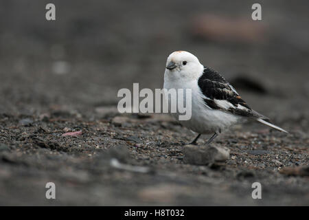 Snow Bunting (Plectrophenax Nivalis) männlichen im Sommer Gefieder Stockfoto