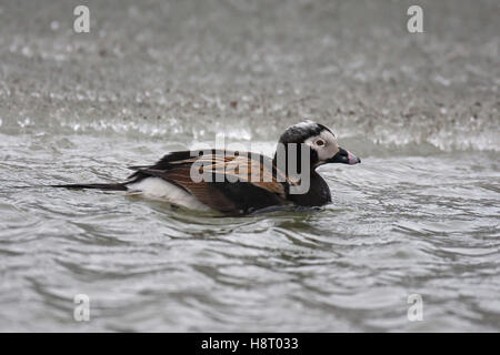 Eisente (Clangula Hyemalis) männlich, Schwimmen im Meer im Frühling Stockfoto