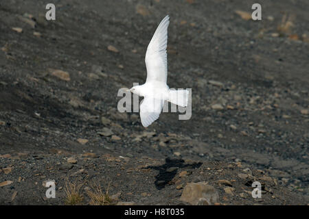 Elfenbein Möwe (Pagophila Eburnea) über tundra Stockfoto