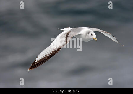 Schwarz-legged Kittiwake (Rissa Tridactyla) juvenile im Flug über das Meer im Frühling Stockfoto