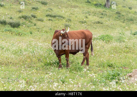 Stier in einer Blumenwiese Stockfoto