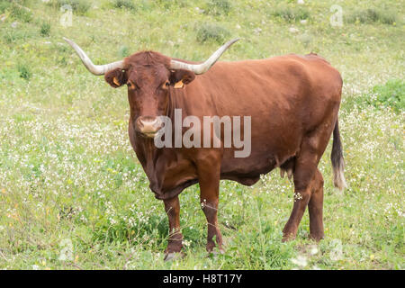 Stier in einer Blumenwiese Stockfoto