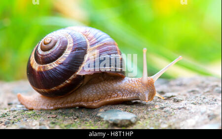 braune lange große Schnecke Runde Schale mit Streifen und mit langen Hörnern kriechen auf den Rand des steinernen closeup Stockfoto