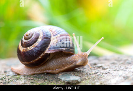 braune lange große Schnecke Runde Schale mit Streifen und mit langen Hörnern kriechen auf den Rand des steinernen closeup Stockfoto