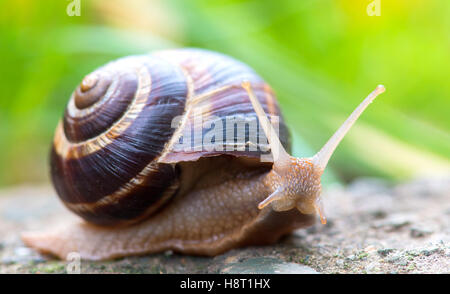 braune lange große Schnecke Runde Schale mit Streifen und mit langen Hörnern kriechen auf den Rand des steinernen closeup Stockfoto