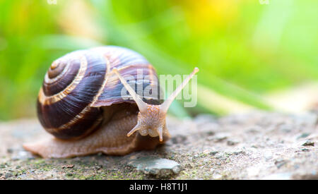 braune lange große Schnecke Runde Schale mit Streifen und mit langen Hörnern kriechen auf den Rand des steinernen closeup Stockfoto