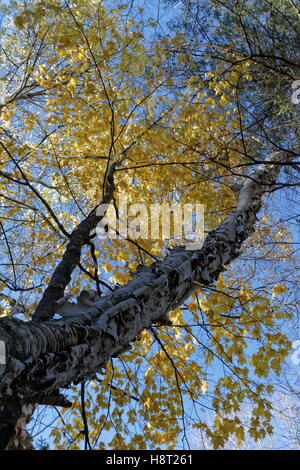 Birke im Herbst Stockfoto