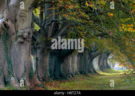 Beech Avenue; Kingston Lacy; Dorset; England Stockfoto