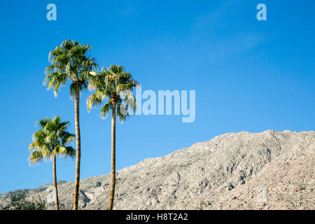 Drei hohe Palmen vor einem klaren blauen Himmel und Wüstenhügeln in Palm Springs, Kalifornien. USA Stockfoto