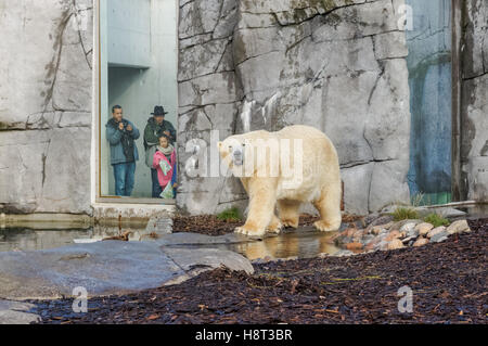 Der Eisbär (Ursus Maritimus) in Kopenhagen Zoo Stockfoto