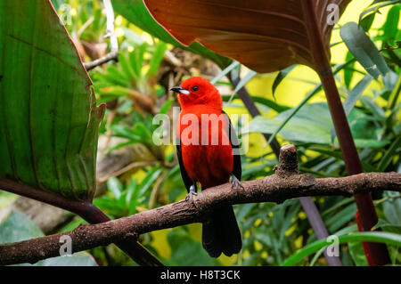 Männchen des brasilianischen Voegel im Zoo Kopenhagen Stockfoto