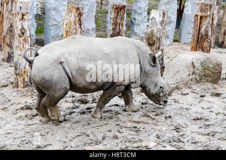 Das weiße Nashorn im Zoo Kopenhagen Stockfoto